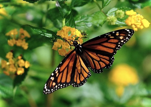 monarch w lantana.jpg